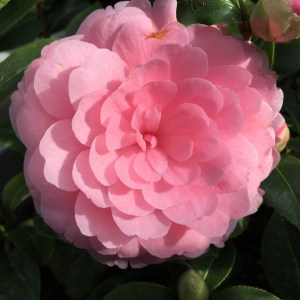 Kamelia japońska (Camelia japonica) E.G. Waterhouse zdjęcie 1