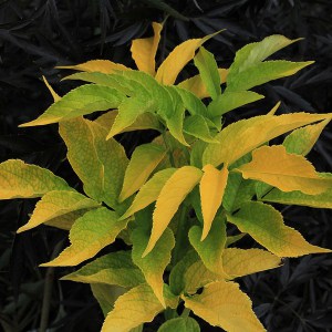 Bez czarny (Sambucus nigra) Aurea zdjęcie 1