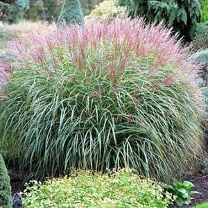 Miskant chiński (Miscanthus chinensis) Krater zdjęcie 1