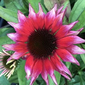 Jeżówka purpurowa (Echinacea) Flamingo zdjęcie 1