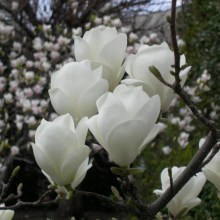 Magnolia pośrednia (Magnolia soulangeana) Lennei Alba zdjęcie 1