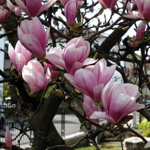 Magnolia pośrednia (Magnolia soulangeana) c3 zdjęcie 1