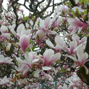 Magnolia pośrednia (Magnolia soulangeana) Alexandrina c12 zdjęcie 1