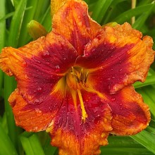 Liliowiec (Hemerocallis) Andy Dandy - c2