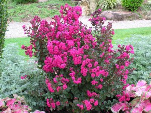 lagerstroemia____4e8ea2da55459.jpg