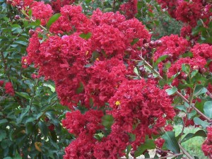 Lagerstremia indyjska (Lagerostroemia indica) zdjęcie 1