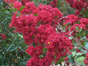 lagerstroemia____5445fbe92812b.jpg
