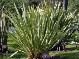 Len nowozelandzki, tęgosz mocny (Phormium) zielonolistny duży 1