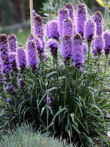 Liatra kłosowa (Liatris) Kobold 1