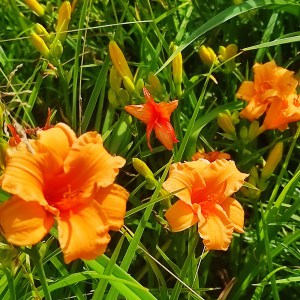 Liliowiec (Hemerocallis) Berite Ferris c2