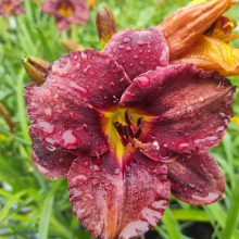 Liliowiec (Hemerocallis) Bettylen c2 - kwiat