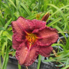 Liliowiec (Hemerocallis) Bettylen c2 - sadzonka