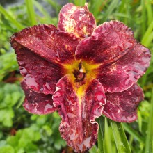 Liliowiec (Hemerocallis) Bettylen c2 