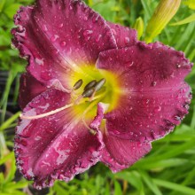 Liliowiec (Hemerocallis) Black Stockings
