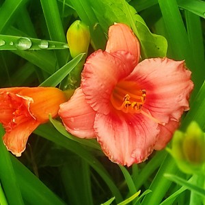 Liliowiec (Hemerocallis) Cosmopolitan c2