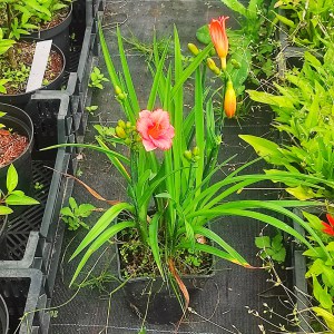 Liliowiec (Hemerocallis) Cosmopolitan c2 - zdjęcie 2