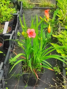 Liliowiec (Hemerocallis) Cosmopolitan c2 - zdjęcie 3