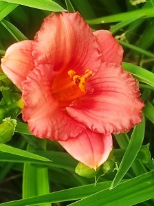 Liliowiec (Hemerocallis) Cosmopolitan c2 - zdjęcie 4