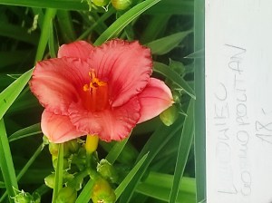 Liliowiec (Hemerocallis) Cosmopolitan c2 - zdjęcie 5