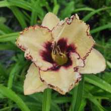 Liliowiec (Hemerocallis) Cryptic Message c2