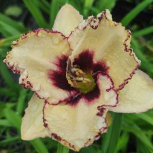 Liliowiec (Hemerocallis) Cryptic Message