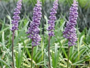 liriope_szafirko_4c07fceb92373.jpg