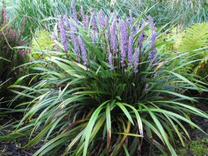 liriope_szafirko_4c07fe7a7c9f1.jpg
