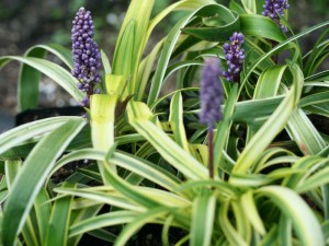 liriope_szafirko_4c0804436dff9.jpg
