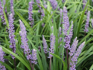 Liriope szafirkowe (Liriope muskari) Ingversen 5