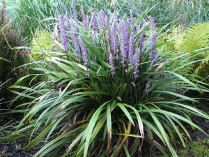 liriope_szafirko_51f7cfbe62b37.jpg