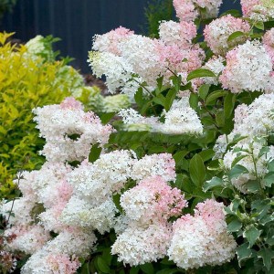 Hortensja bukietowa Lammetje - Little Lamb Hydrangea c3 zdjęcie 2