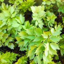 Lubczyk ogrodowy (Levisticum officinale) Maggi  przyprawa do potraw w doniczce c1,5