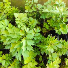 Lubczyk ogrodowy (Levisticum officinale) Maggi przyprawa do potraw w doniczce c1,5