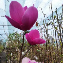 Magnolia (Magnolia) Sweet Merlot c3 150-170cm - 3
