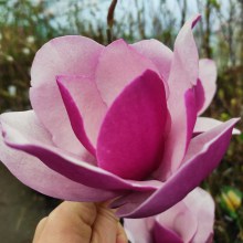 Magnolia (Magnolia) Sweet Merlot c3 150-170cm - 2