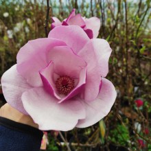 Magnolia (Magnolia) Sweet Merlot c3 150-170cm