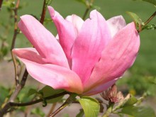 magnolia__Daybre_53b00d5a4ed37.jpg