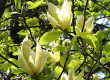 Magnolia Elizabeth szczepiona żółta c5 zdjęcie 2