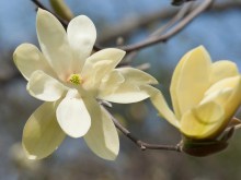 magnolia__Gold_S_53b00cc81f964.jpg