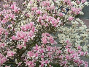 magnolia__Heaven_4d383982eb2c1.jpg