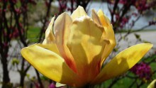 Magnolia Sunsation sadzonka zdjęcie 1