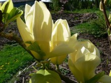 magnolia__Yellow_55a4d7588624c.jpg