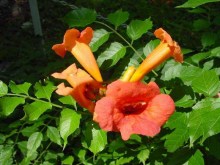 Milin amerykański (Campsis) Florida - roślina pnąca zdjęcie 1