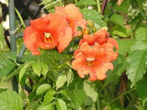 milin___Campsis__533086f521fb3.jpg