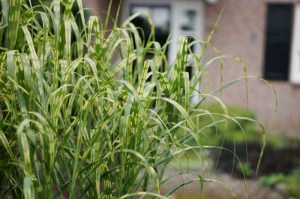 Miskant chiński (Miscanthus sinensis) Aligator zdjęcie 2