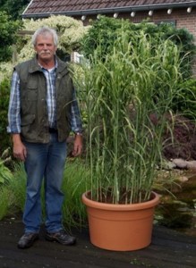 Miskant chiński (Miscanthus sinensis) Aligator zdjęcie 1