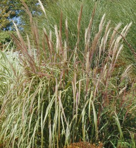 Miskant chiński (Miscanthus chinensis) Goliath zdjęcie 2