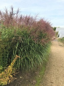Miskant chiński (Miscanthus sinensis) Punktchen zdjęcie 3