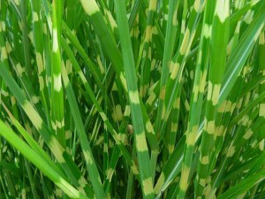 Miskant chiński (Miscanthus sinensis) Zembrinus zdjęcie 1