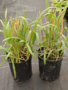 Miskant chiński (Miscanthus chinensis) Goliath zdjęcie sadzonki